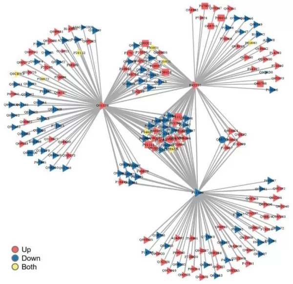 figure 5. PPI network diagram